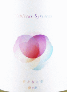 Hibiscus Syriacusb𑢓X